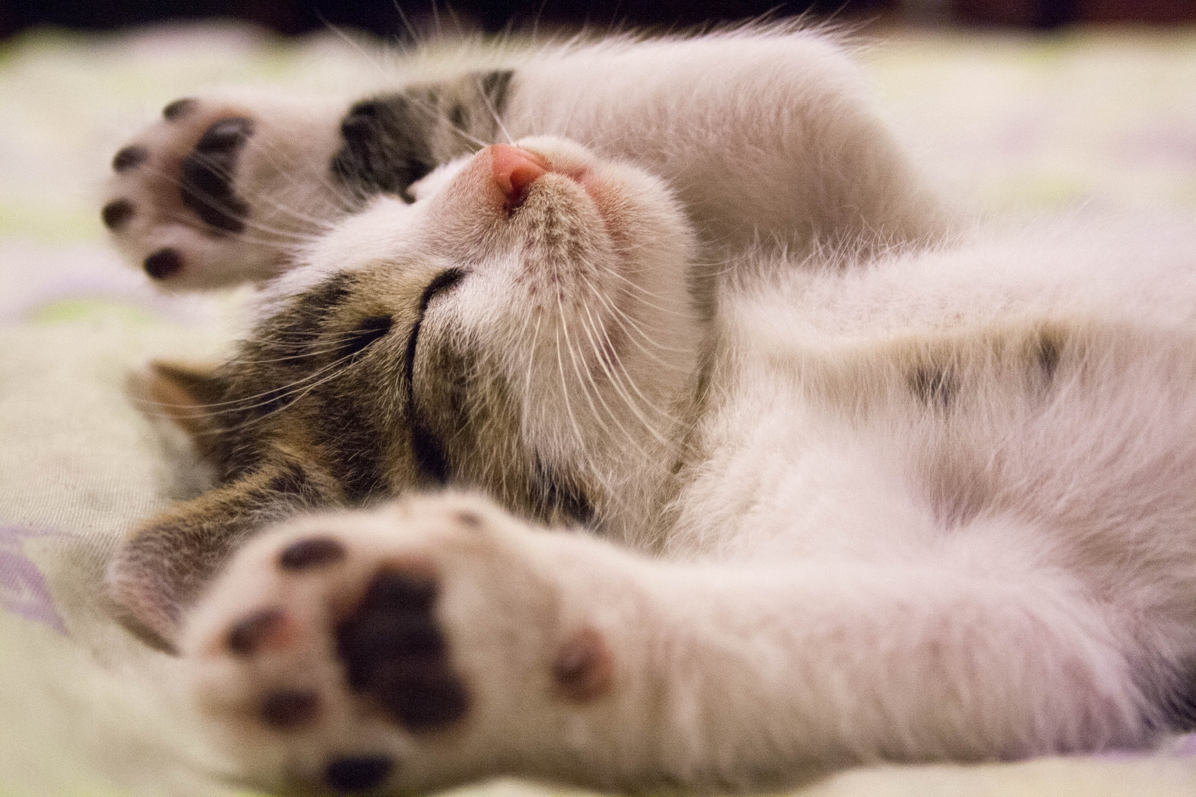 Průvodce šťastným životem FIV pozitivních koček: Charlieho srdceryvný příběh