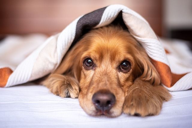 Strážci imunity: Hladiny IgE u psů jako klíčový ukazatel celkového zdraví