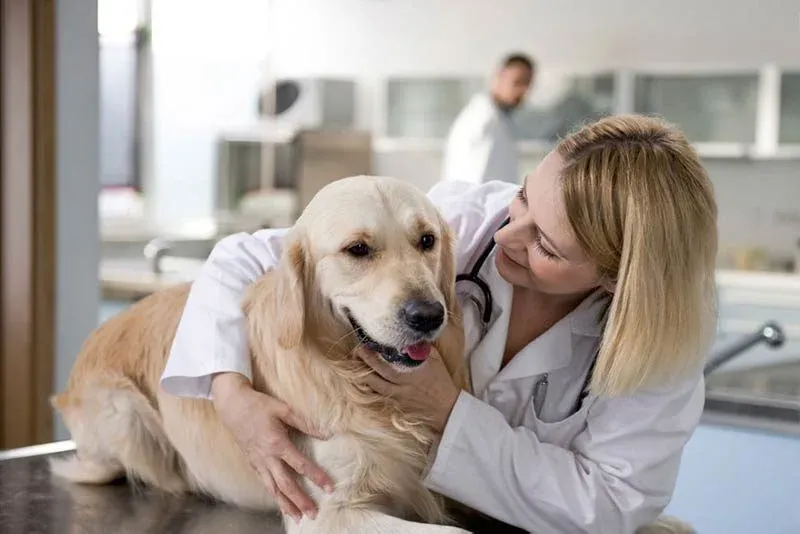 Význam veterinární péče během březosti